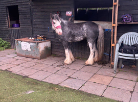 12hh 4 year old pony