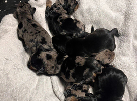 Stunning French x jack x daxi pups