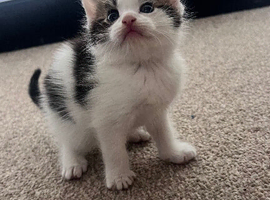 Two beautiful kittens looking for their loving home