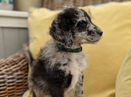 Standard Bordoodle Puppies