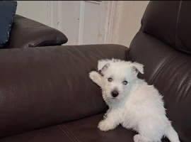 Puppies