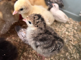 Black bronze x crollwitzer turkeys