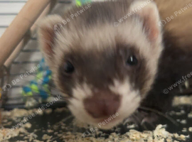 ferret