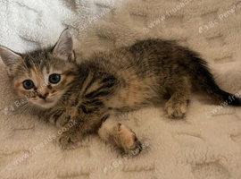 Kittens for sale blackpool