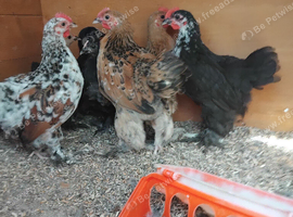 Pekin bantam roos free