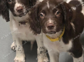 English Springer Spaniel puppies