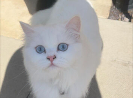 2 year old doll faced Persian female