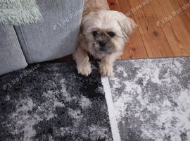 Shihtzu