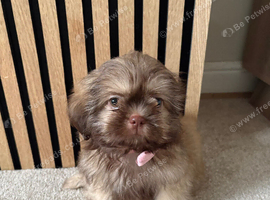 Female shih tzu