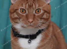 I&rsquo;m selling my British shorthaired cat