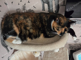 3 year old female