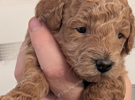 Beautiful Apricot Toy Poodle Puppy
