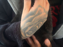 Full black tabby kitten