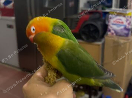 Lovebird bonded pair