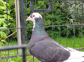 Racing pigeons for sale