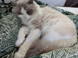 Pure ragdoll cats