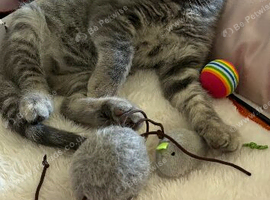 British Shorthair X Ragdoll Kitten