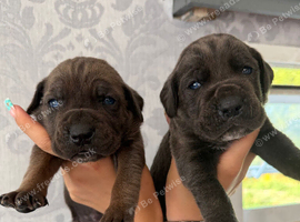 4 stunning cane Corso puppies