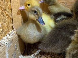 Beautiful Ducklings available