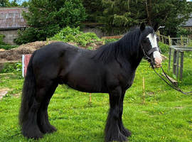 4 Yr Old Black Cob