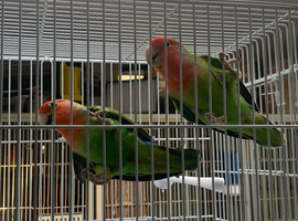 Love birds for sale