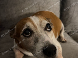 Jackrussell