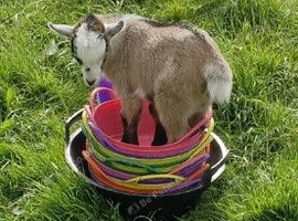 Pygmy Goat Kids PGC Registered