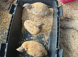 Three male quails