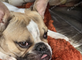19 month old French Bulldog