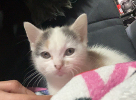 Adorable Playful 4-Month-Old Kitten Looking for a Loving Home