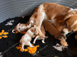 Cavalier King Charles spaniels