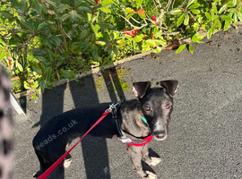 Whippet boy 4 months old