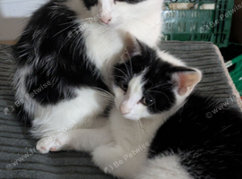 10 weeks old kittens ready to leave
