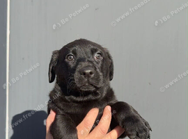 Lab puppy's looking for a forever home