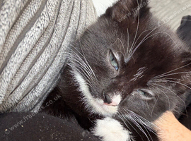 Mog