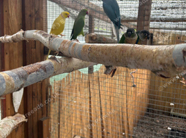 Mixed Indian ring necks