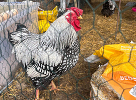Breeding pair of silver laced wyandotte