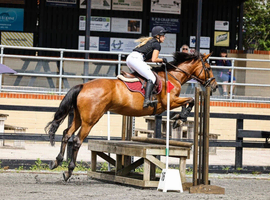 16.1h 8 year old Irish sport horse mare