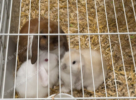 Female mini lops for sale