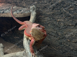 Red Bearded Dragon (Beardie)