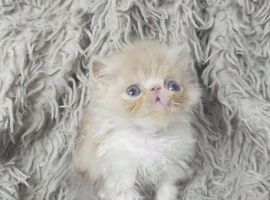 Beautiful Persian kittens