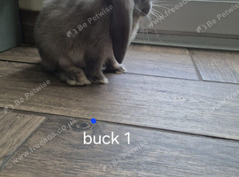 Beautiful bunnies