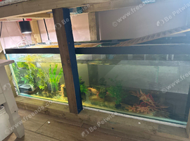 5ft tank with 4 female axolotls