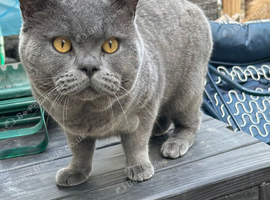 Boy needing a home