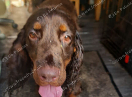 Puppies for sale