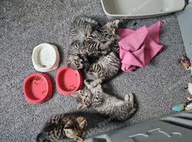 Pretty Bengal x kittens