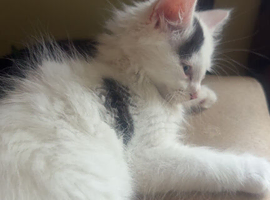 Male kitten