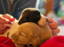 3 week Old Sprocker Spaniel Pups
