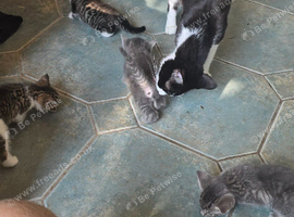 5 beautiful kittens to be home.