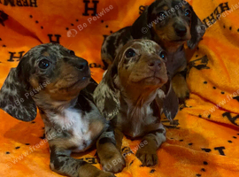 Dachshund puppies
